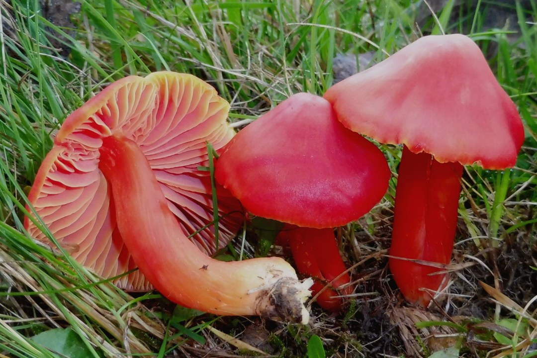 Drei leuchtend rote Saftlinge | © Rudi Markones