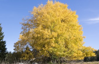 Zitterpappel | © Marcus Bosch