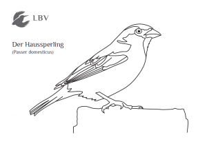 Malvorlage Spatz