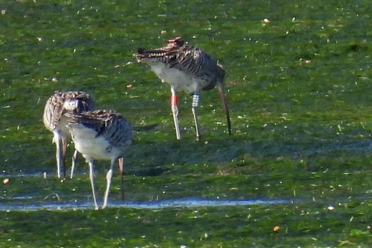 RTA2 in Spanien mit anderen Brachvögel | © Ernesto Villodas