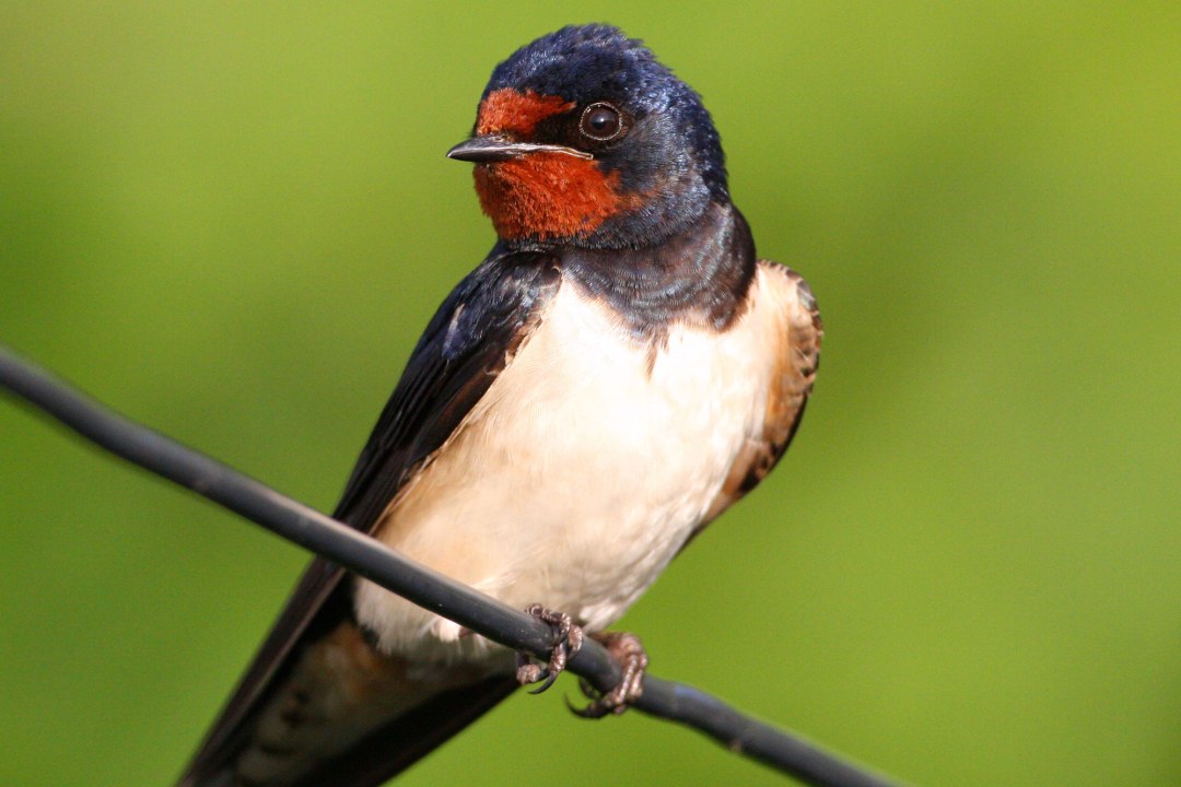 Rauchschwalbe auf Kabel | © Zdenek Tunka