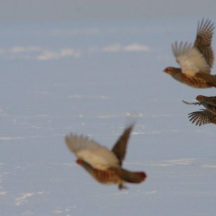 Rebhühner im Flug | © Zdenek Tunka