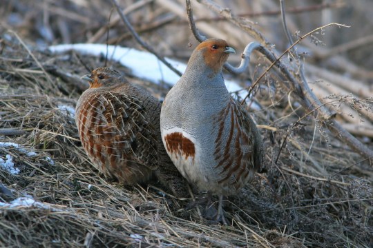 Zwei Rebhühner | © Zdenek Tunka