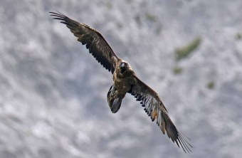 Recka fliegt eine Kurve, sie erstreckt sich diagonal über das Bild | © Markus Leitner