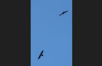 Recka und ihr mutmaßlicher Partner  |© Michael Lang