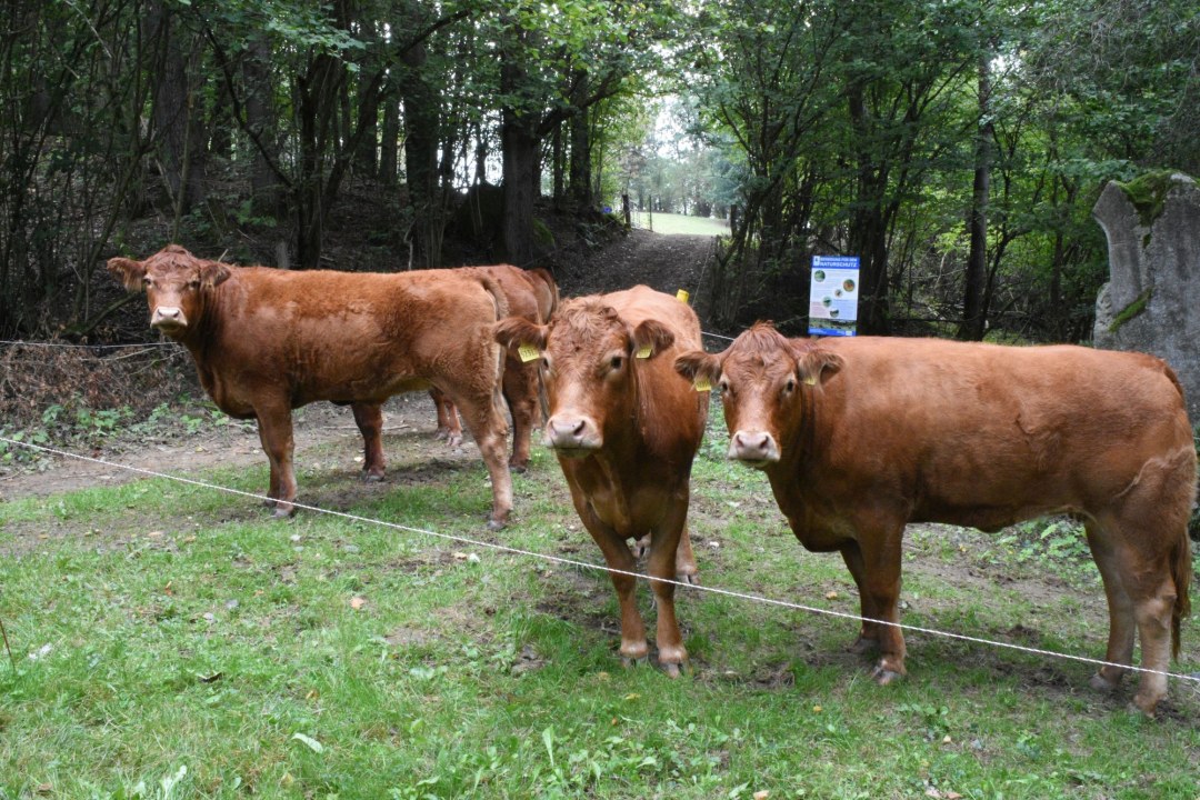 Rinder Kronmühle | © LBV