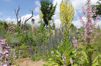 Artenreicher Naturgarten mit vielen bunten hitzebeständigen Stauden und Blumen und Totholz | © Birgit Helbig