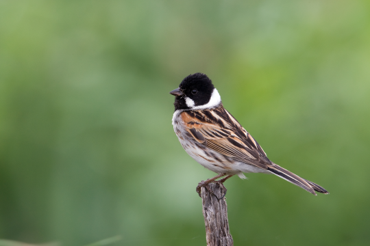 Rohrammer-Männchen auf einem Zaunpfahl | © Frank Derer