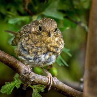 Rotkehlchen-Jungvogel auf Ast | © Carl-Peter Herbolzheimer