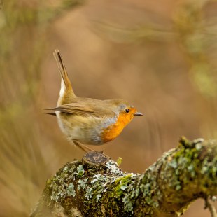 Rotkehlchen mit aufgerecktem Schwanz | © Manfred Nachtmann