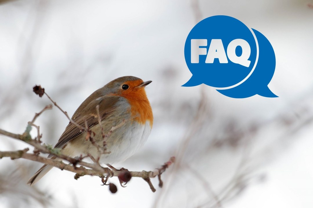 Rotkehlchen | © Matthias Schmidt