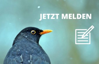 Das gibt es zu gewinnen bei der Stunde der Wintervögel 2023 - LBV -  Gemeinsam Bayerns Natur schützen