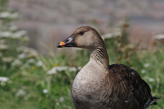 Tundrasaatgans | © Dr. Christoph Moning