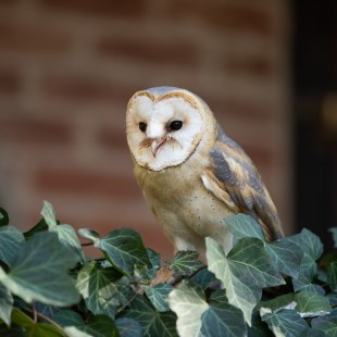 Schleiereule | © Brigitte Umkehr