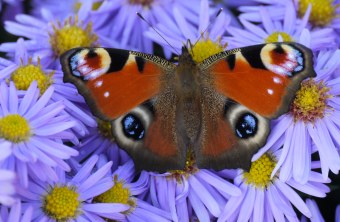 Tagpfauenauge | © Maria Bauer