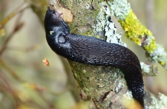 Schwarze-Wegschnecke | © Peter Bria