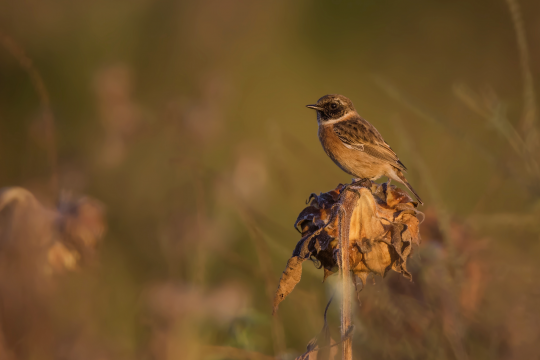 Schwarzkehlchen sitzt auf vertrockneter Sonnenblume | © Gunther Zieger