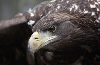 Seeadler Porträt von Seeadlerweibchen in der Vogelauffangstation Regenstauf | © LBV