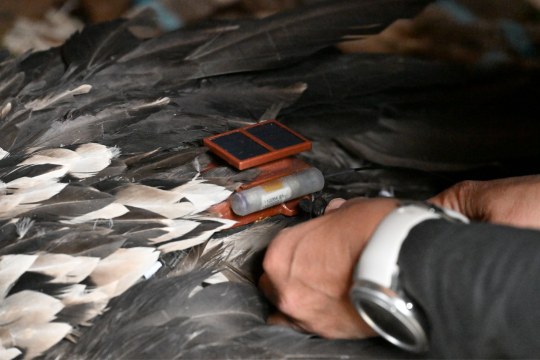 Sender auf dem Rücken von Bartgeier | © Hansruedi Weyrich