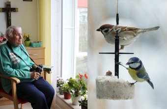 Links sitzt eine Seniorin am Fenster, rechts ein Feldsperling und eine Blaumeise an einem Fettkuchen | © C. Bria/B. Umkehr