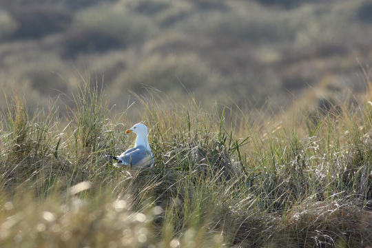 Silbermöwe im Gras | © Claudia Becher