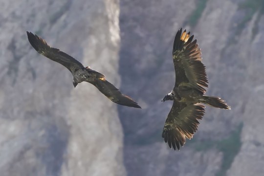 Nepomuk und Sisi im Flug | © Christian Steiger