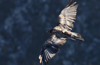 Sisi im Oktober 2025 | © P.Lhotte