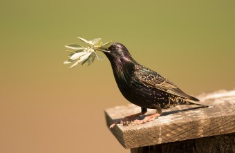 Star sitzt auf einem Nistkasten und hat eine Blume im Schnabel | © Rosl Rößner