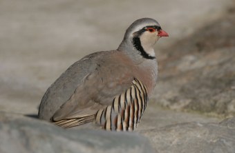 Steinhuhn auf Fels | © H.-J. Fünfstück