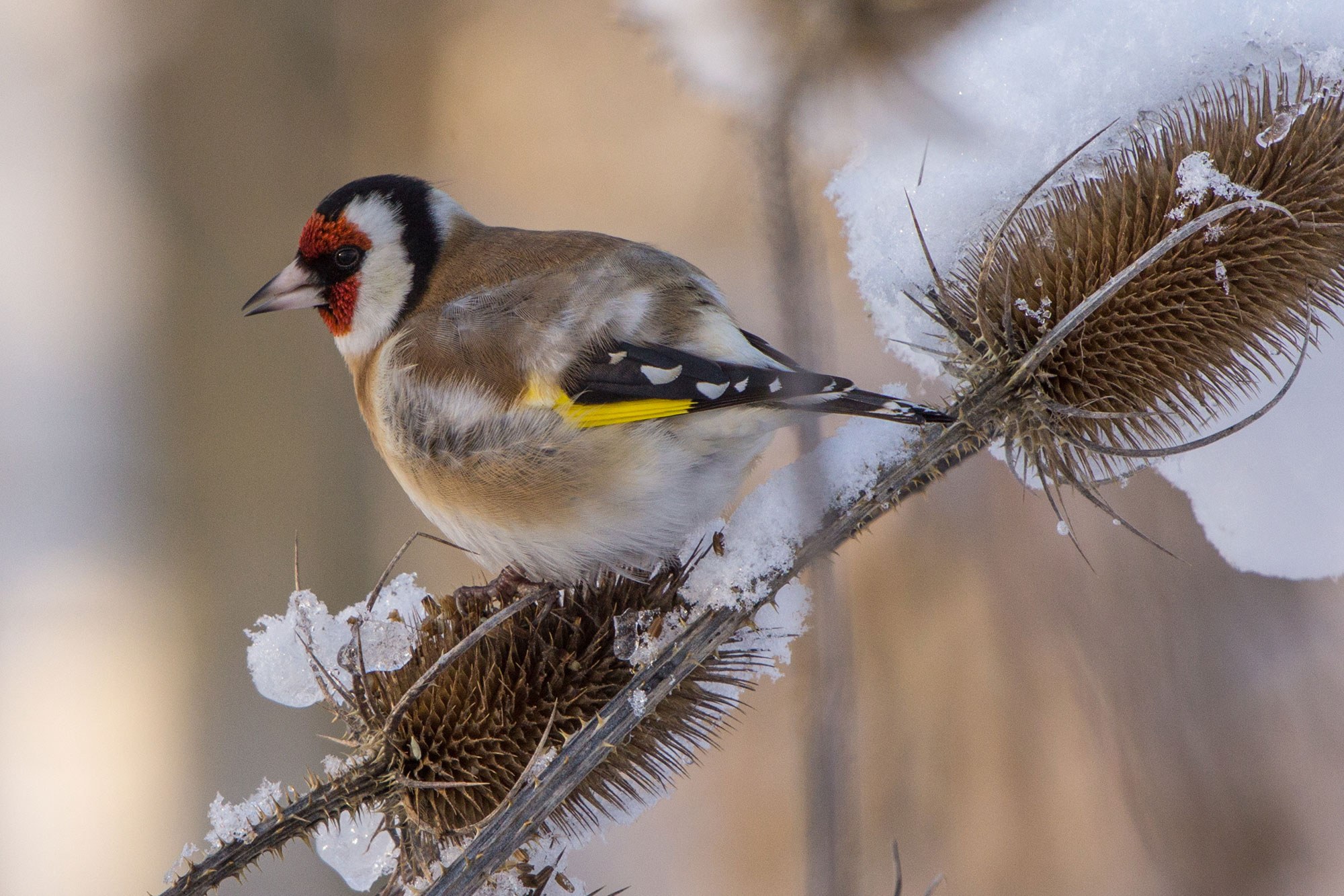 Stieglitz im Winter | © Andreas Hartl