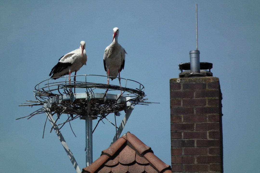 Storchenpaar in Metallgerüst für einen Horst | © M. Kittsteiner