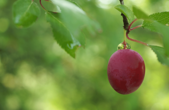 Streuobst | © Franziska Wenger