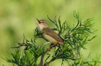 Sumpfrohrsänger in Blühfläche | © Hartwig Brönner