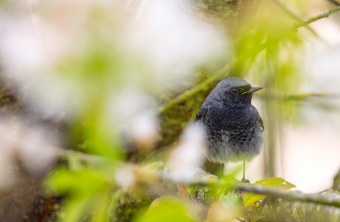 Hausrotschwanz | © John Luca Postler