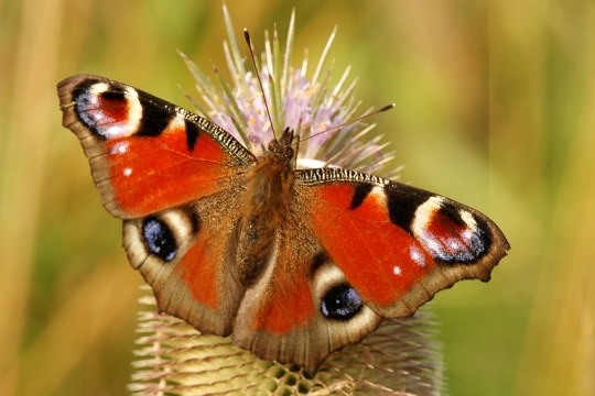 Tagpfauenauge sonnt sich auf Kardenblüte | © Willi Kroll