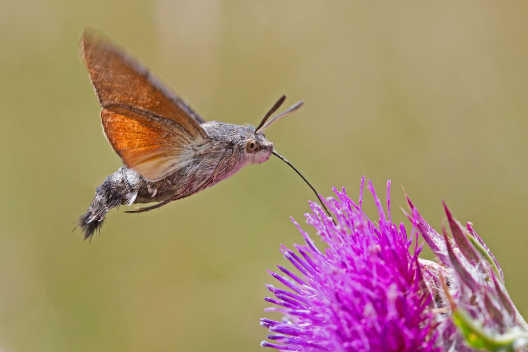 Ein Taubenschwänzchen, eine Schmetterlingsart, das gerade an einer Blüte trinkt | © Frank Derer