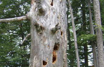 Totholzbaum mit Spechthöhlen | © R. Brode