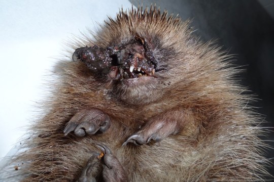 Durch einen Mähroboter verletzter Igel | © Karin Oehl