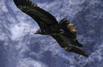 Bartgeier Vinzenz im Flug | © Markus Leitner