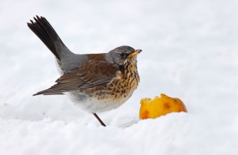 Wacholderdrossel mit Apfel im Schnee | © Marcus Bosch
