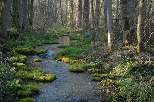 Waldbach | © Dr. Eberhard Pfeuffer
