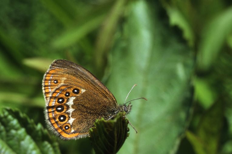 Waldvwiesenvögelchen | © Dr. Eberhard Pfeuffer