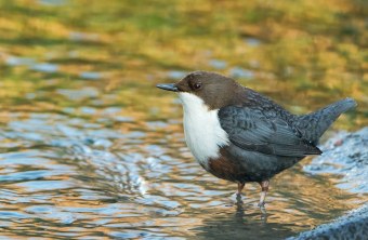 Wasseramsel im Wasser | © Markus Gläßel