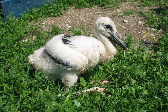 Junger Weißstorch auf einer Wiese in der Vogelauffangstation Regenstauf | © LBV