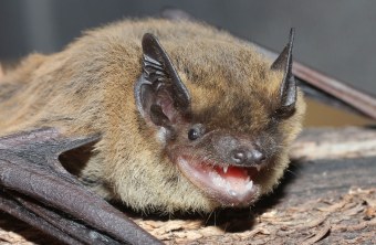 Wasserfledermaus | © Dr. Andreas Zahn