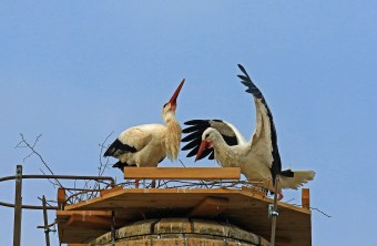 Zwei Weißstörche im Horst, der gerade von ihnen gebaut wird | © Hans-Peter Schönecker