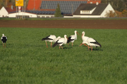 Mehrere Weißstörche sind auf einem Feld auf Nahrungssuche | © Dieter Hopf