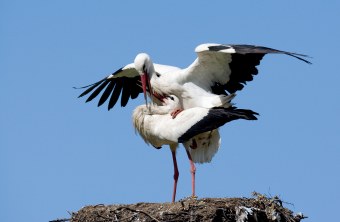 Zwei Weißstörche bei der Paarung im Horst | © Frank Derer