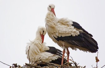 Ein stehender und ein sitzender Weißstorch im Horst | © K. Reindl