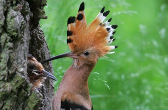 Wiedehopf mit Jungvogel im Baum, der Kamm ist aufgestellt | © Zdenek Tunka